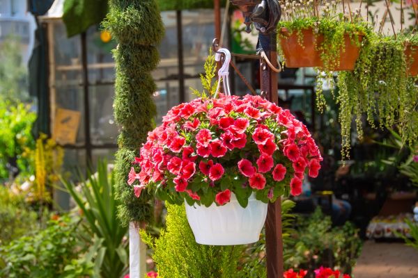Hanging Planter Installation in Hendersonville