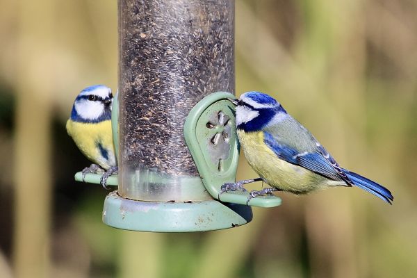 Bird Feeder Mounting Service in Hendersonville