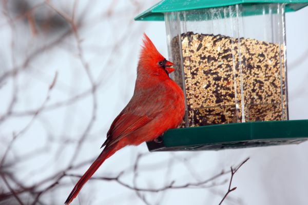 Bird Feeder Hanging in Hendersonville